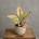 Aglaonema Rosy