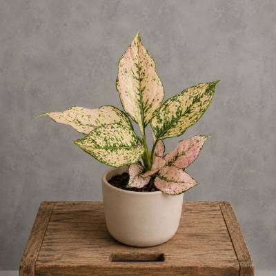 Aglaonema Rosy