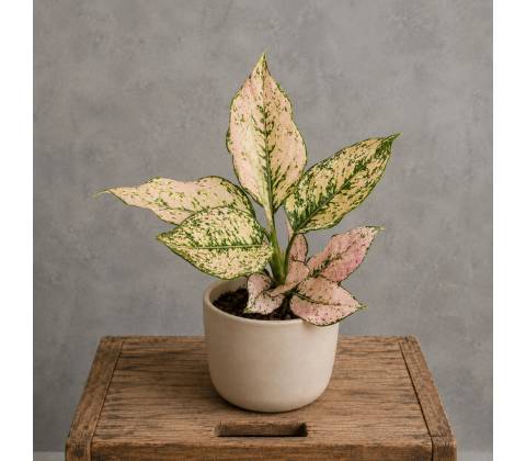 Aglaonema Rosy