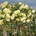David Austin® Щамбова Роза Malvern Hills (Auscanary) - David Austin®
