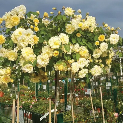 David Austin® Щамбова Роза Malvern Hills (Auscanary) - David Austin®