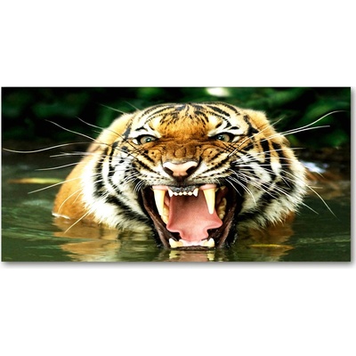Fotoobraz na skle revúci tigre 100x50 cm