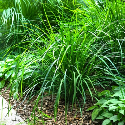 Ostřice japonská "Irish Green"