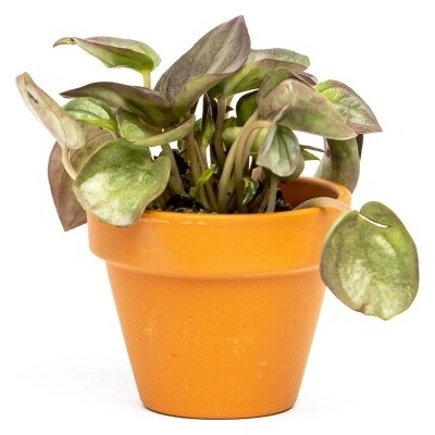 Gardners Peperomia albovittata Piccolo Banda, průměr 6 cm Peperomie, Pepřinec
