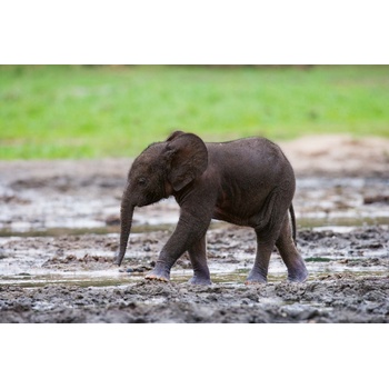 DIMEX ART s. r. o Флизелинов фототапет малка бебе слон 375 x 250 см