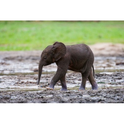 DIMEX ART Флизелинов фототапет малка бебе слон 375 x 250 см