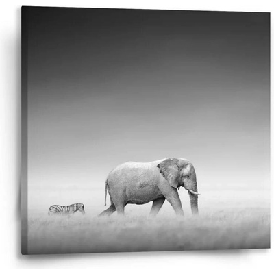 Sablio Obraz Slon a zebra - 50x50 cm