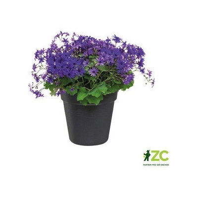 Elho Green Basics living black11 cm