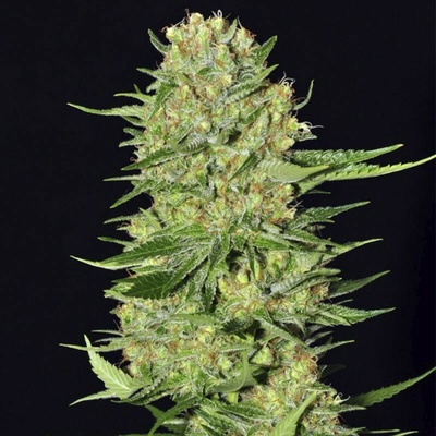 Eva Seeds Veneno semienka neobsahujú THC 100 ks