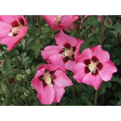 Ibišek syrský Pink Giant (kontejner C7,5)