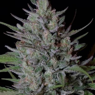 Don Avalanche Seeds Don Biscotti semena neobsahují THC 5 ks