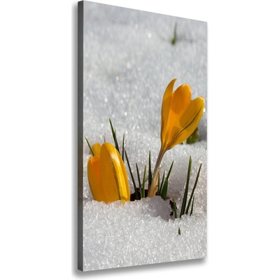 Vertikálny foto obraz na plátne Źlté krókusy 50x100 cm