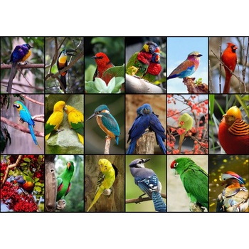 Image 1 of Grafika - Puzzle Collage - Worlds Most Beautiful Birds - 1 500 piese