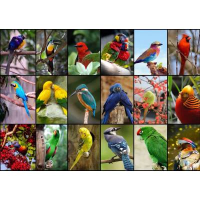 Grafika - Puzzle Collage - Worlds Most Beautiful Birds - 1 500 piese