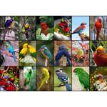 Grafika Art Puzzle - Puzzle Collage - Worlds Most Beautiful Birds - 1 500 piese