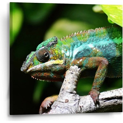 Sablio Obraz Chameleón - 50x50 cm