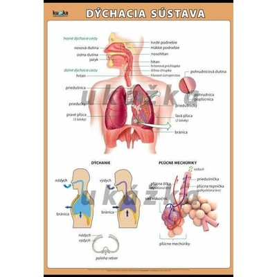 Dýchacia sústava XL (100x70 cm)