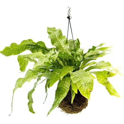 Gardners Kokedama Microsorum musifolium Crocodyllus (L) Hnědovka křídlatá 1 ks