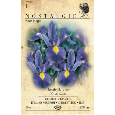 Kosatec (Iris holland) MAGIC 10ks