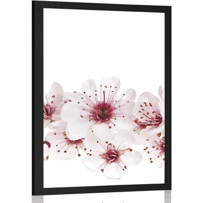 Plakát třešňové květiny - 30x45 white