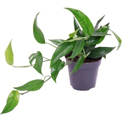 Gardners Epipremnum pinnatum Blue form, průměr 12 cm Šplhavník