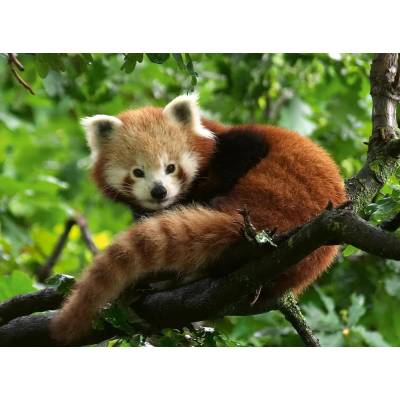 Ravensburger - Puzzle Red Panda - 500 piese