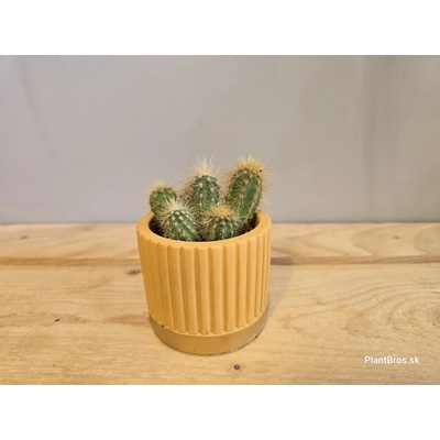 PlanBros flower Pilosocereus Braunii