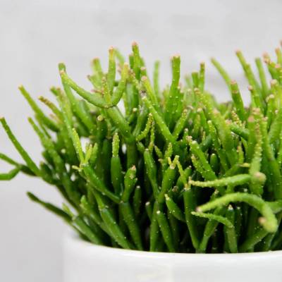 Rhipsalis Pilocarpa baby