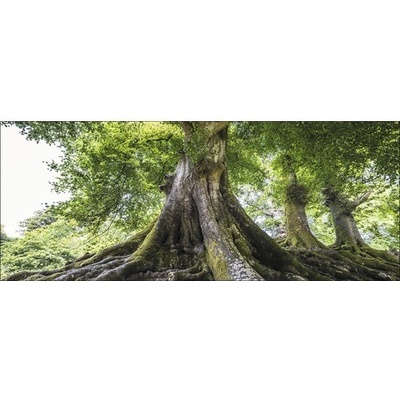 Skleněný obraz Tree Of Life 30x80 cm GLA905
