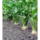 BIO zeler buľvový Monarch - Apium graveolens - bio semená zelera - 20 ks