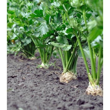 BIO zeler buľvový Monarch - Apium graveolens - bio semená zelera - 20 ks