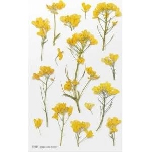 Appree Decorative flowers stickers - Rapeseed