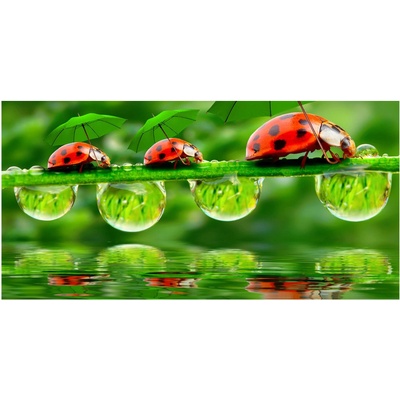 Foto-obraz fotografie na skle lienky dáždniky 100x50 cm
