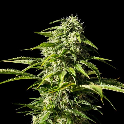 Kannabia Seeds Big Bull semienka neobsahujú THC 100 ks
