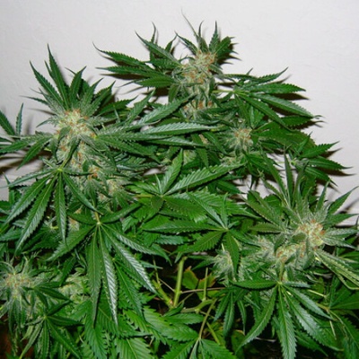 Mr. Nice Early Skunk Haze regular semienka neobsahujú THC 15 ks