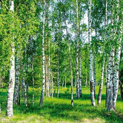 Dimex L-539 vliesová fototapeta na zeď Břízy rozměry 220 x 220 cm