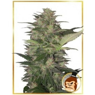 Mr. Hide Seeds AUTO Gorilla Cream semena neobsahují THC 5 ks