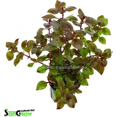 Ludwigia sp. Super Red