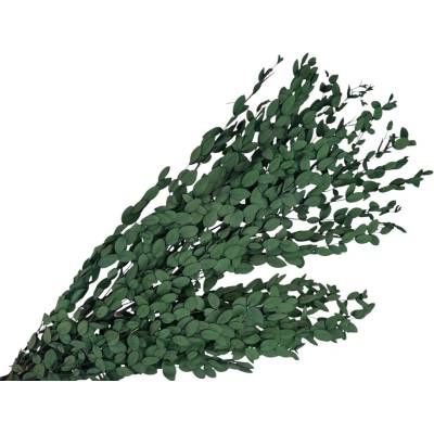 Stabilizované eukalyptové listy Parvifolia 100g - tmavozelený