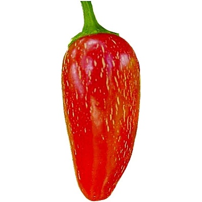 Need For Seed Chilli Jalapeno Early semena 10 ks