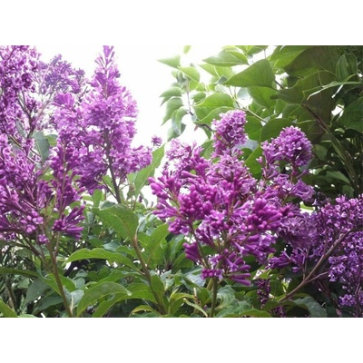 Orgován obyčajný Royalty, výška 20-40 cm , kvetináč 2 l
