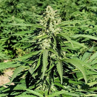 Trilogene Seeds Limonene CBG semienka neobsahujú THC 5 ks