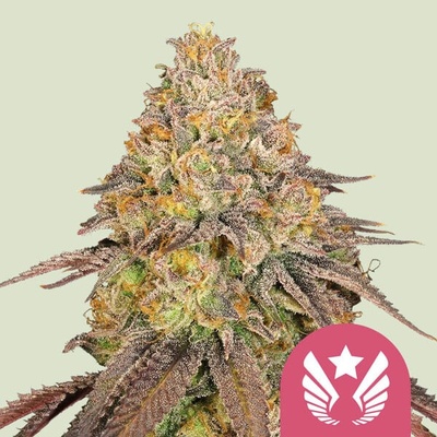 Royal Queen Seeds Legendary OG Punch semienka neobsahujú THC 100 ks