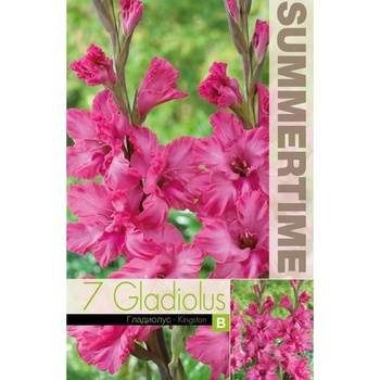 Seklos Гладиоли Kingston Gladiolus L - 7 бр луковици