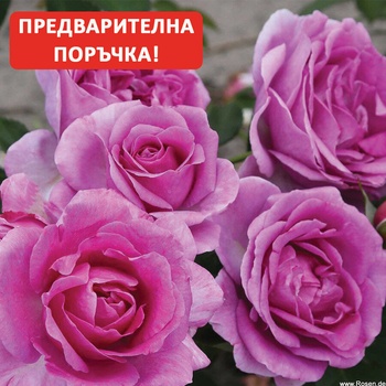 Kordes® Роза Clivia Flower Circus® - Kordes®