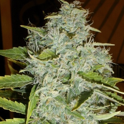 Cream Of The Crop Psychofruit Auto semienka neobsahujú THC 10 ks