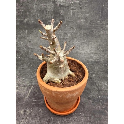 Adenium Ansu v terakotě XXL