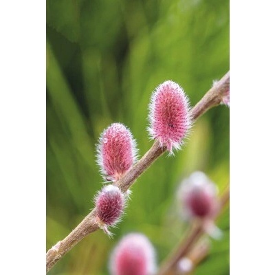 Vŕba FloraSelf Salix gracilistyla 'Mount Aso' výška 40-60 cm kvetináč 6 l