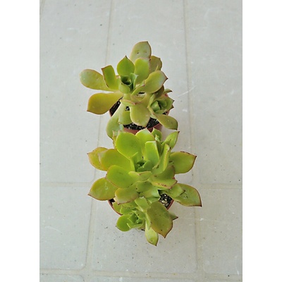 Aeonium decorum La Gomera