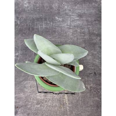 Crassula Boomerang 8 cm
